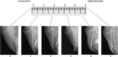 A tagged visual analog scale is a reliable method to assess keel bone deviations in laying hens from radiographs